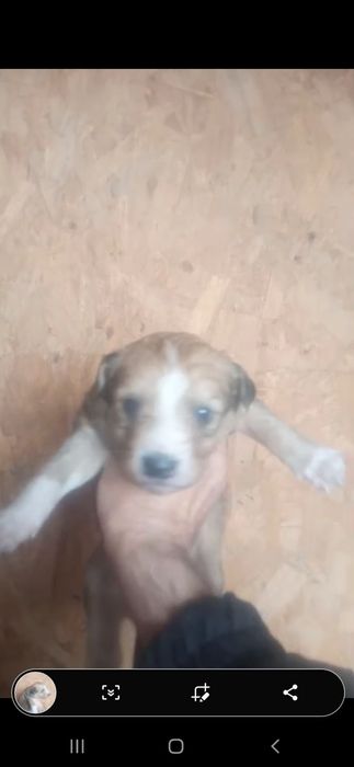 Щенки . 1 месяц.