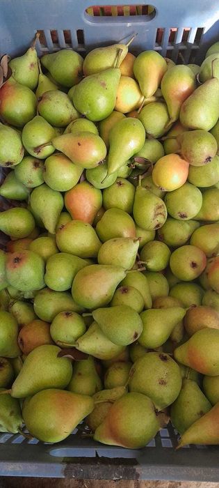 Pere pentru țuică sau pentru suc