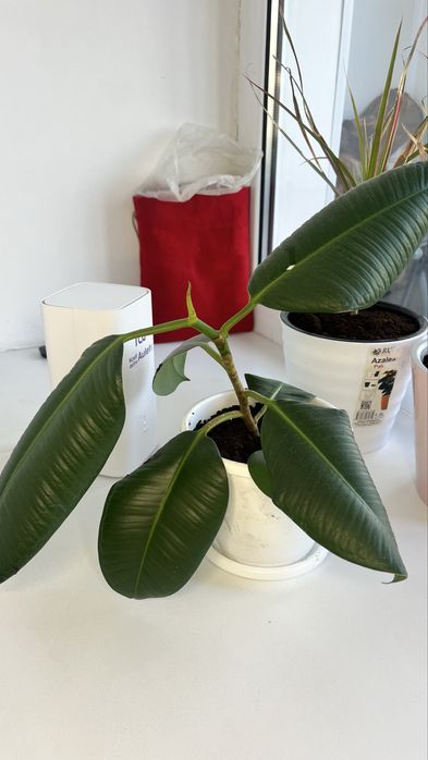 Фикусы продается