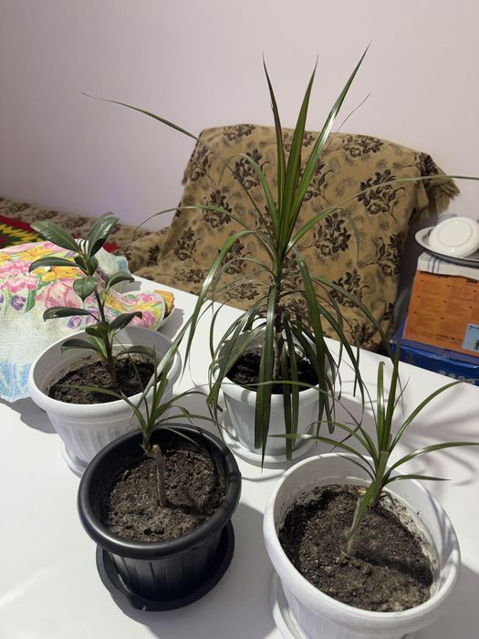 Продаю Цветы 3 мың