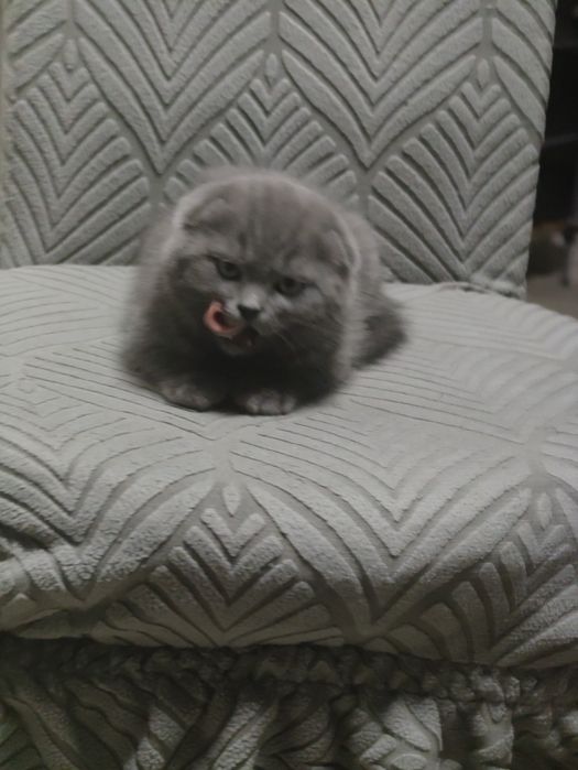 Котик Фолд шоу класса .