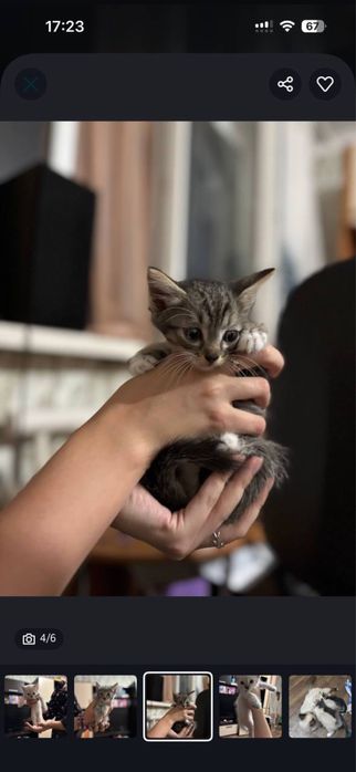 Котята мама сиамка