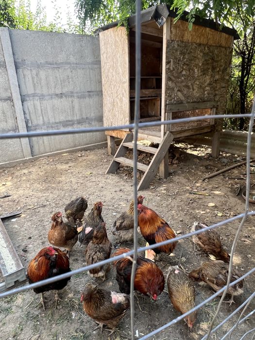 Araucana familie