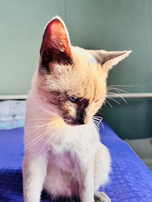 Отдам Кота Бесплатно