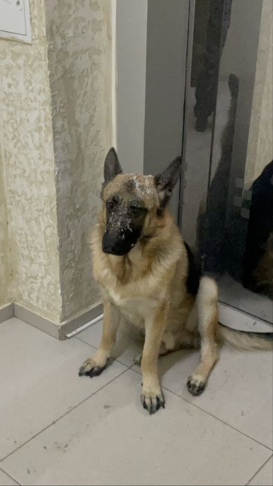 Овчарка взрослая