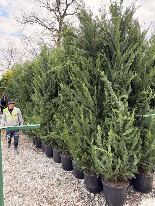 Leylandii Cupressus toate marimile