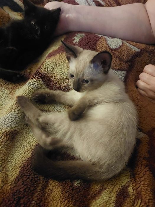 Отдам котят в добрые руки