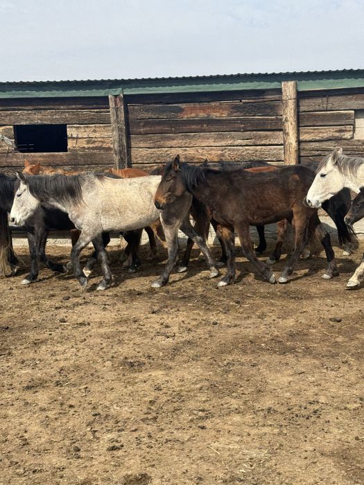 Буаз байталдар сатылады
