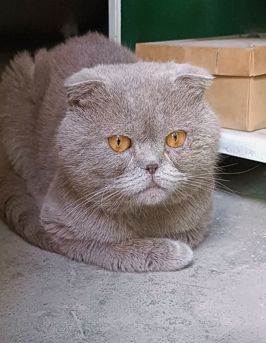 вислоухий кот в добрые руки