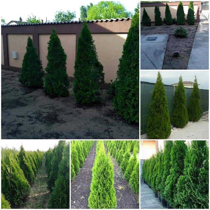 Vând tuia smarald și columnaris