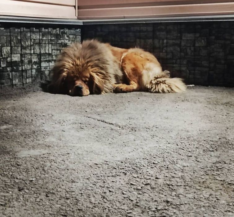 Щенки Тибетского мастифа