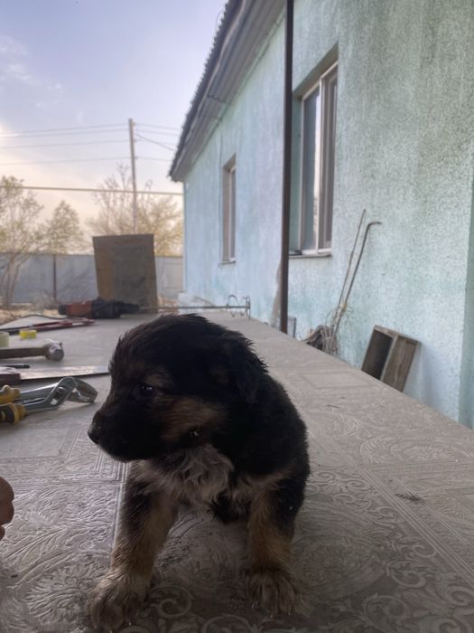 Классные щенки в добрые руки