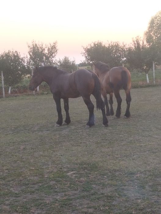 Armăsar de 2 ani