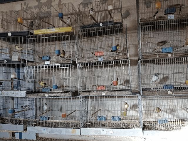 Продавам канари Орфей