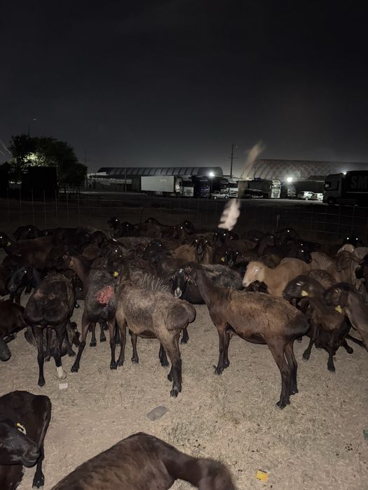 Құрбан айтқа қой