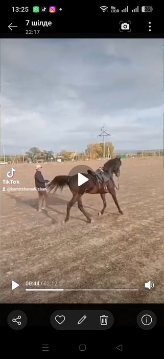 Тай сатлады самал тулпардың немересы