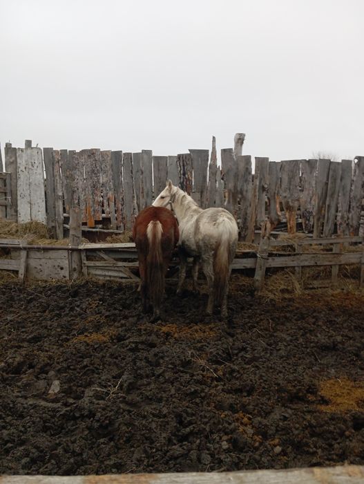 Продам жеребчика