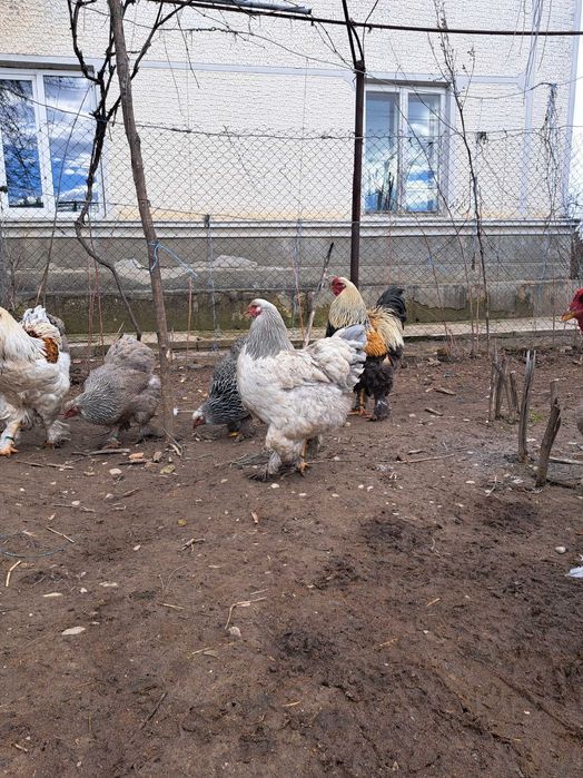 Ouă și găini brahma diverse varietăți de culoare