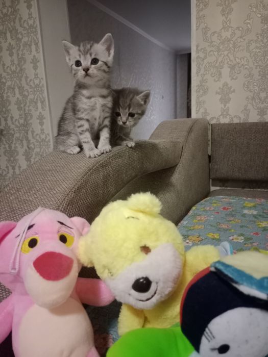Шотланские породистые котята