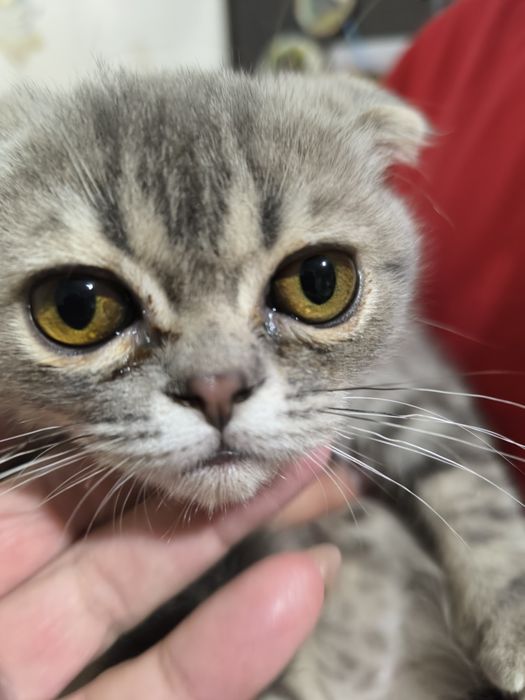 Вислоухие котчта