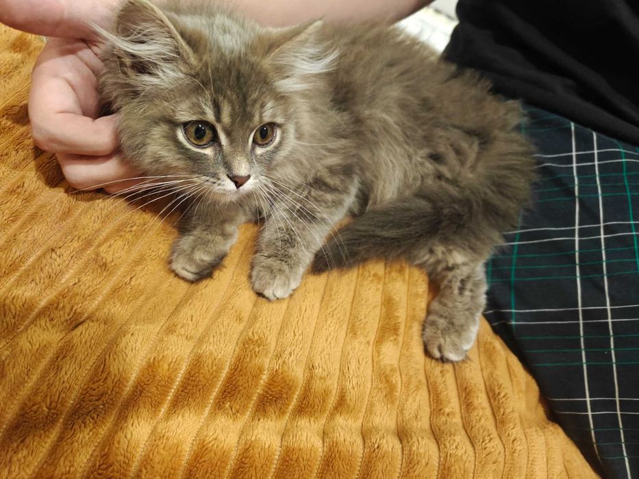 Котенок ищет дом