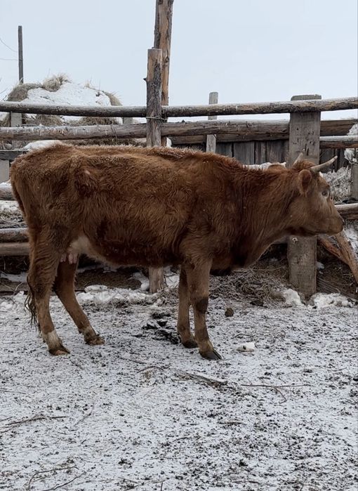 Продам корову 3года