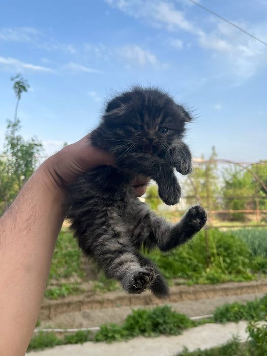 Scottish fold zotli mushukchalar sotiladi