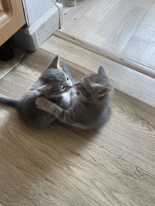 Отдам в добрые руки котят