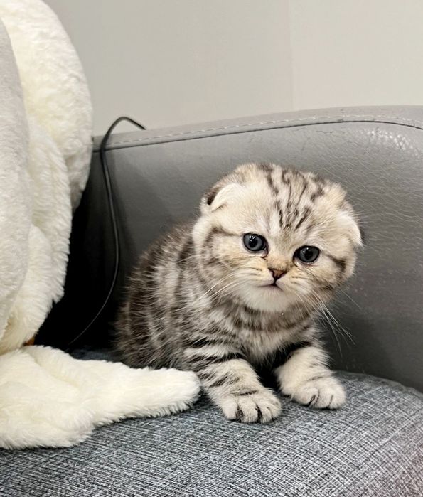 КоТикИ ШотЛанДскиЕ