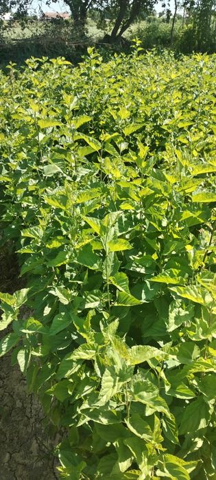 Tut ko'chat va tut urug'i sotiladi