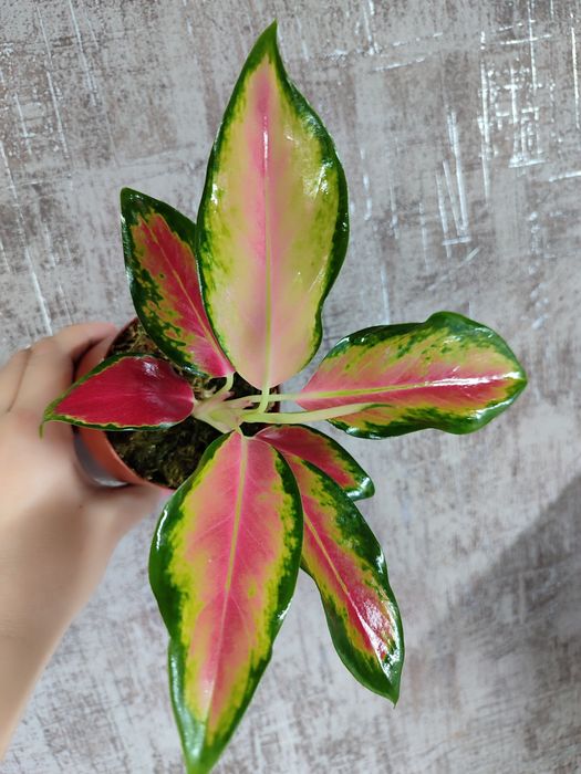 Тайские Аглаонемы