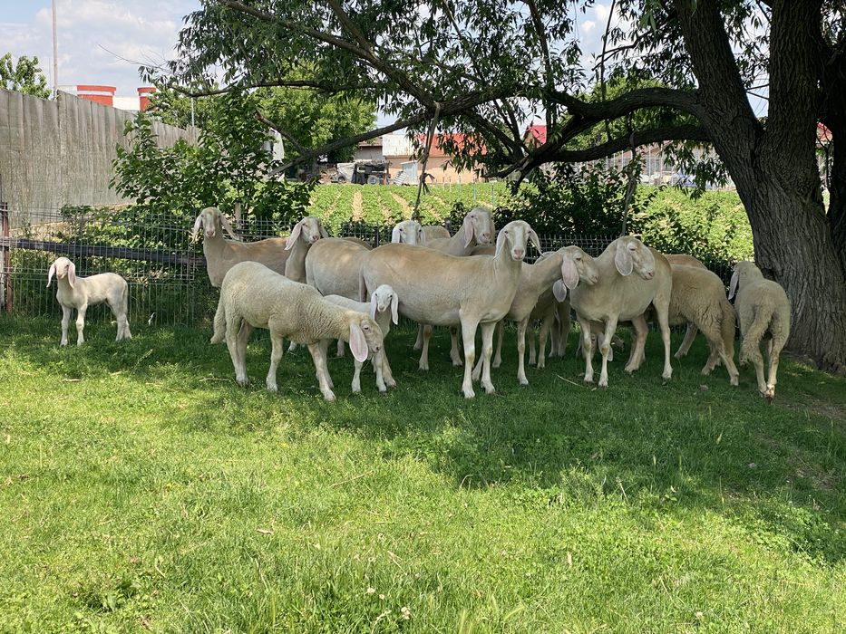 Oi bergamasca si miei