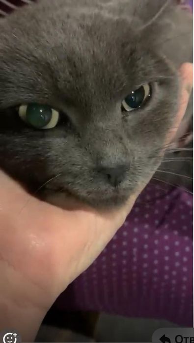 Приблудилась кошечка,ищем хороших хозяев.