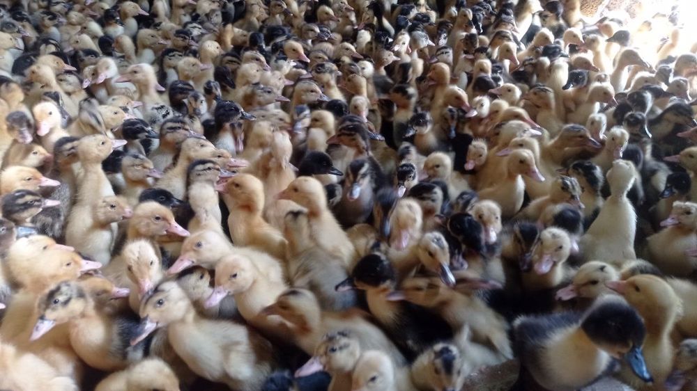 pekinskiy ordak jojalar neshta kerak bolsa bor