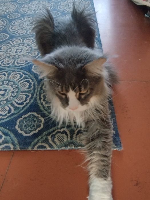 Продаю кота Мейн-Кун