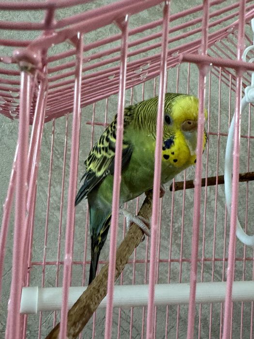 Продам попугая девочку