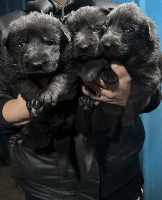 Предлагаются по ранней брони