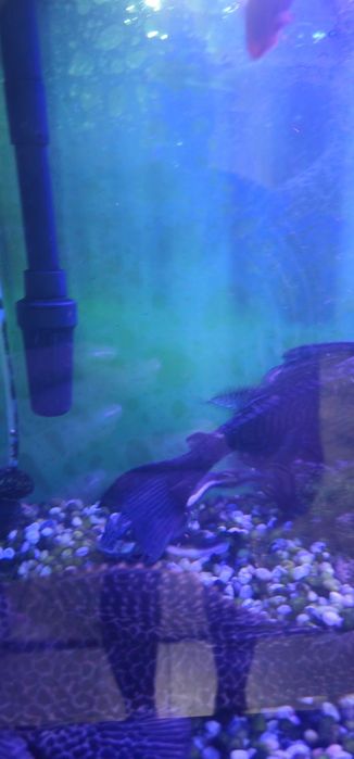 Продам аквариум с рыбами