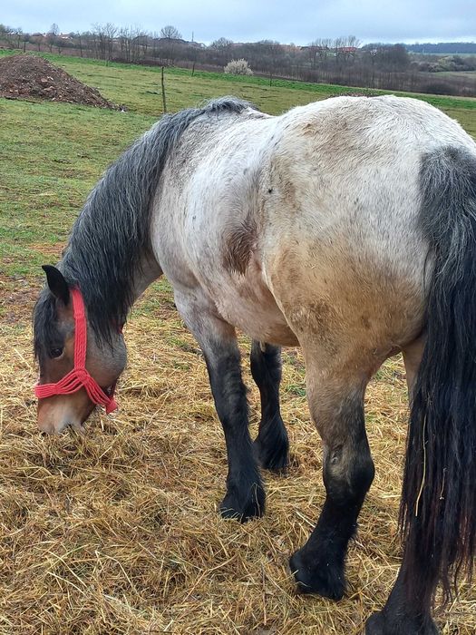 De vanzare iapa  de 2nai