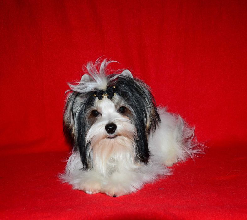 Бивер йоркширский терьер , шикарные биверята!