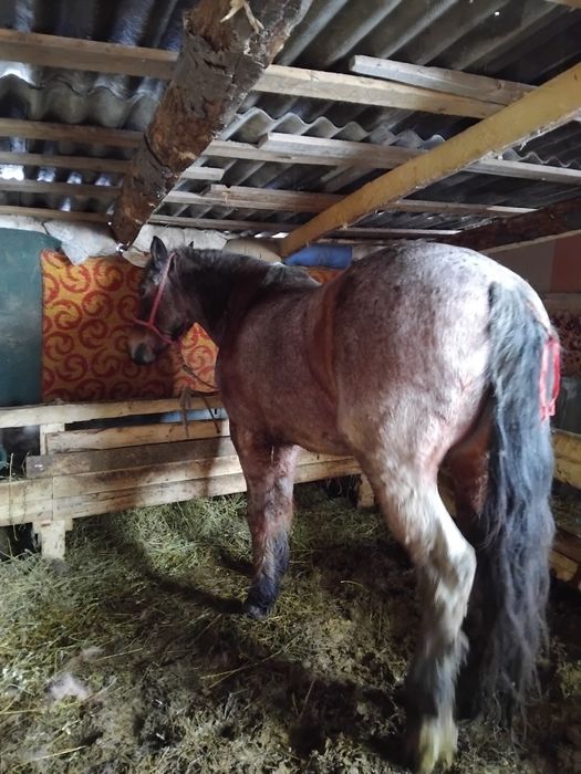 Cal de vânzare pentru mai multe detalii la nr de telefon