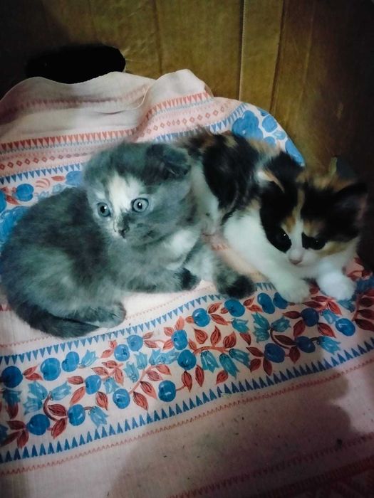 Продам котят маленьких