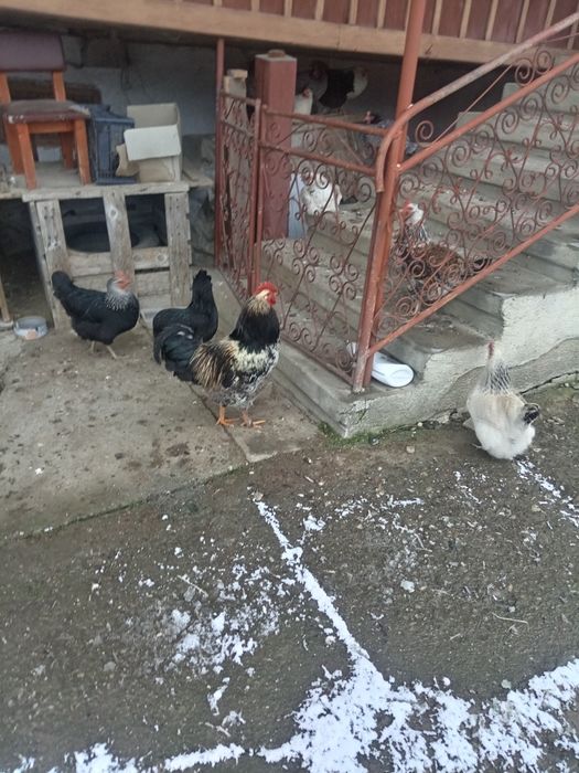 Cocoș de anul trecut