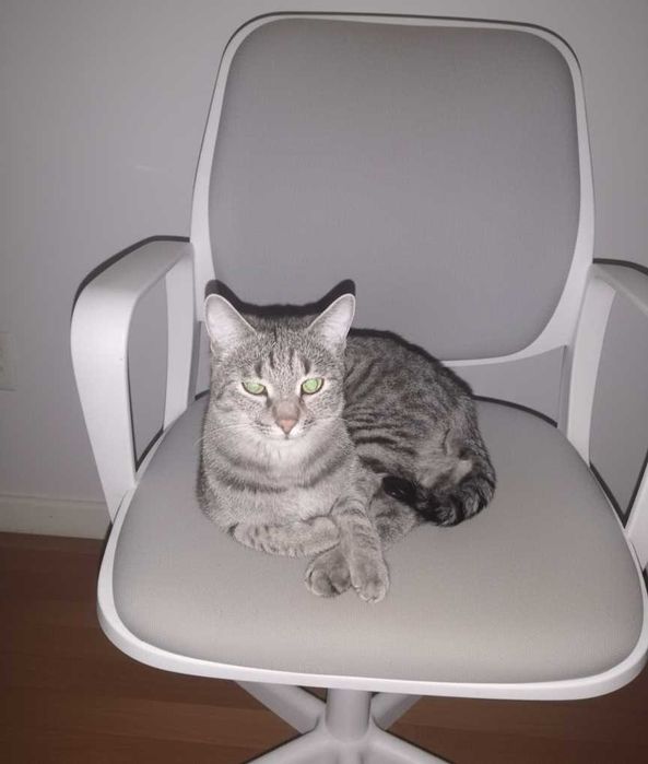 Кот взрослый в добрые руки