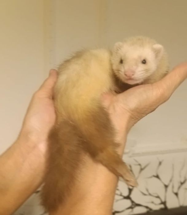 Хорьки.  Продажа