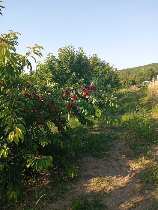 Продавам черешови градини 19 дка.