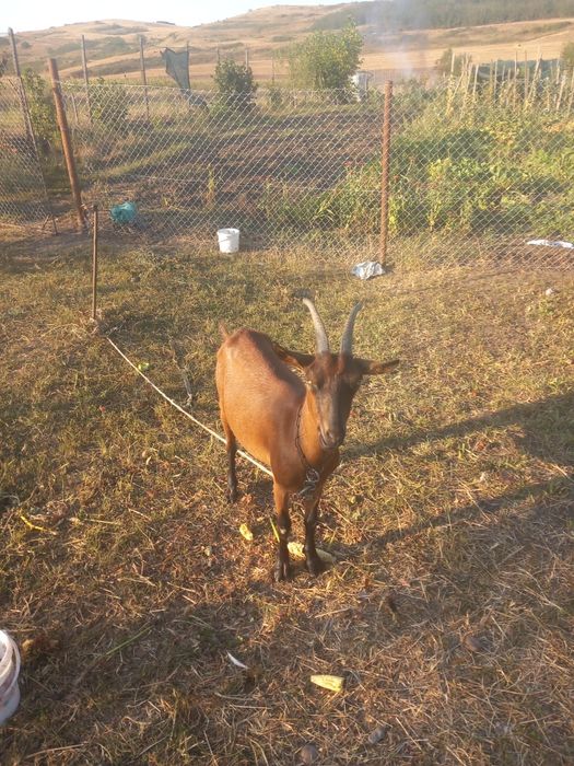Vând o capră  cu doi iezi fatati 2  04  26  Alpină.