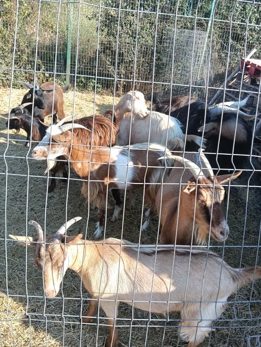 Capre și țap de vânzare