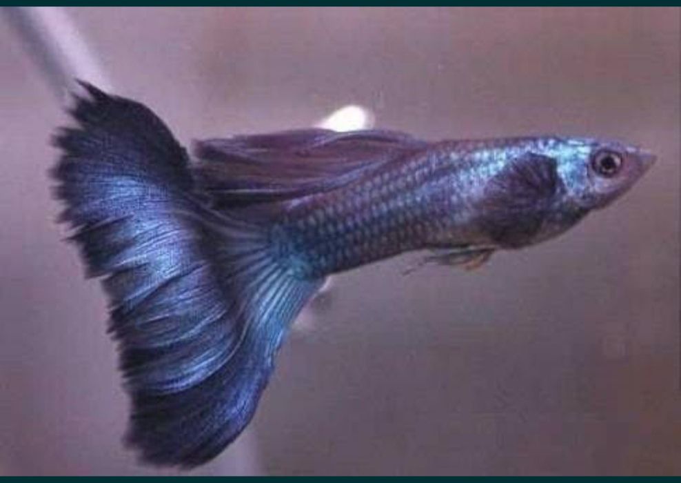 Гуппи Московская синяя