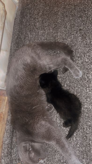 Породистый котенок